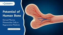 Potential-of-Human-Bone-Kosheeka.jpg