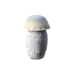 Albino-Penis-Envy-Mushrooms-For-Sale.png