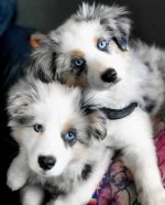 Australian shepherd welpen.jpg