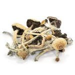 Amazonian-Cubensis-Mushrooms-for-Sale.jpg