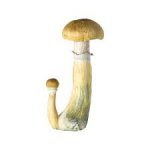 B-Cubensis-Mushrooms-for-Sale.jpg