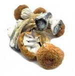 Blue-Meanie-Mushrooms-for-sale.jpg