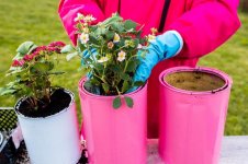 woman-gardening-planting-flowers-strawberries-colorful-metal-cans-home-backyard_664057-1632.jpg