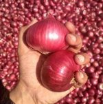 red onion.jpeg